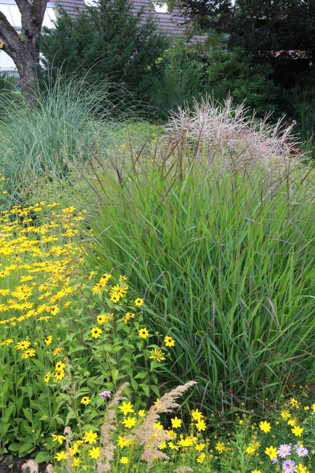 Das frische Grn der Rutenhirse Squaw ergnzt Sonnenhut (Rudbeckia) und Mdchenauge (Coreopsis) farblich perfekt. Ab September bringen violettrote Bltenrispen und eine rostrote Laubfrbung spannende Farbeffekte ins Beet.