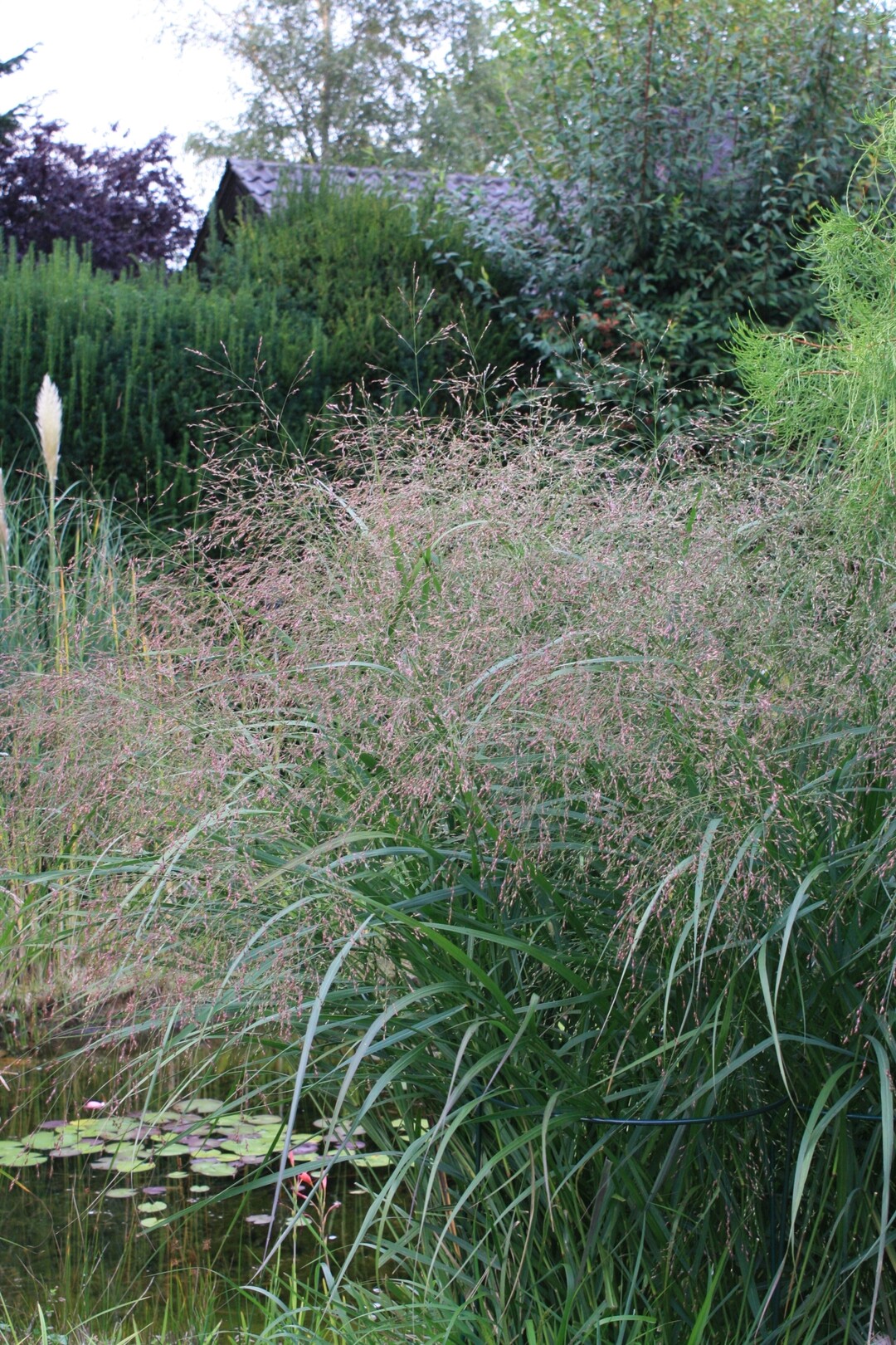 Am Rand von Wasserflchen kommen viele Rutenhirsen perfekt zur Geltung  hier die bis 160 cm hohe, auffallend grobltige Sorte Warrior.