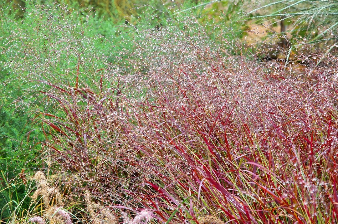 Panicum ’Shenandoah‘: Die Halme der bis zu 120 cm hohen Rutenhirse färben sich schon im Spätsommer von den Spitzen beginnend erst burgunderrot, später rotbraun und garantieren spektakuläre Effekte.
