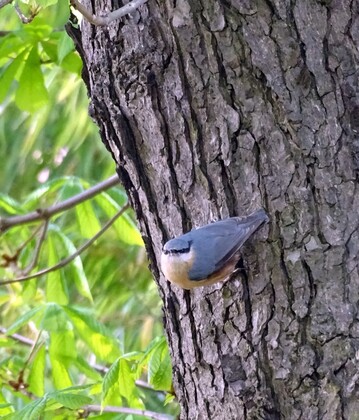 Jeder Baum ein Biotop: Der Kleiber frisst Insekten in den Ritzen der Borke und brtet in Baumhhlen.