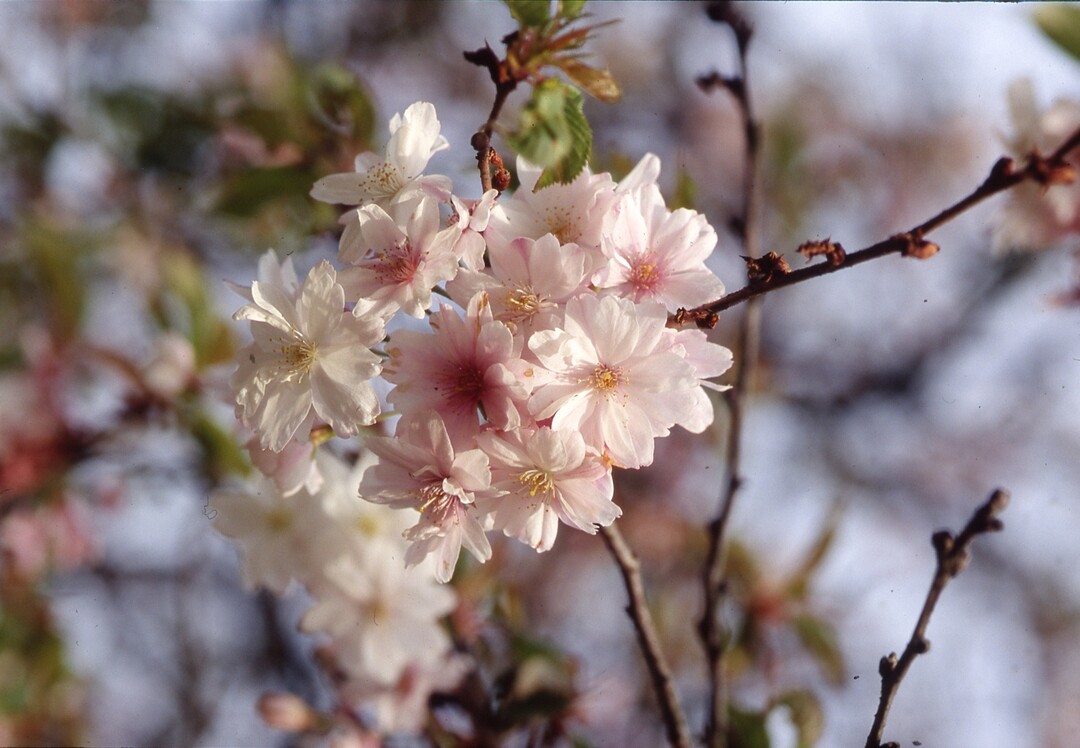 Winterschönheit: Prunus subhirtella ‚Autumnalis‘, die Schneekirsche, blüht bei mildem Wetter von November bis April.