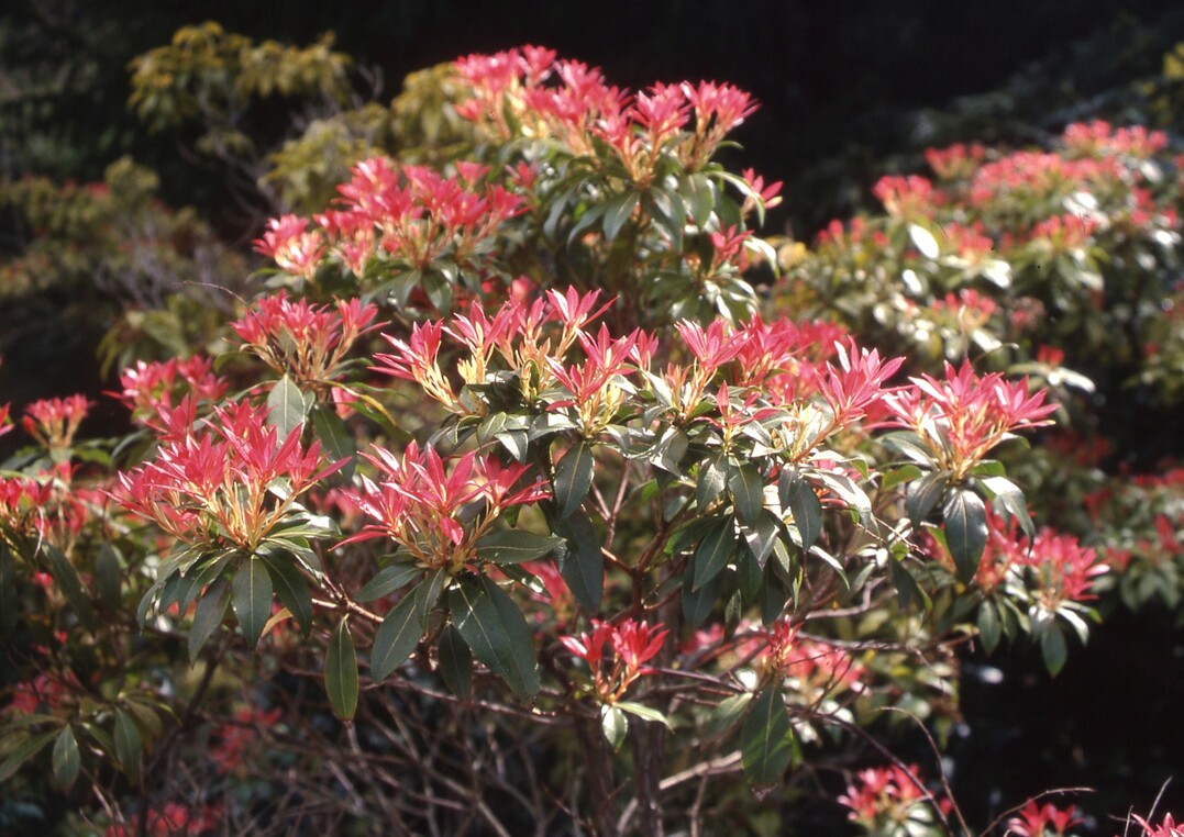   Die Japanische Lavendelheide (Pieris japonica) glnzt nicht nur ab Mrz mit weien Glockenblten, auch der Austrieb mit roten Blttern schmckt.