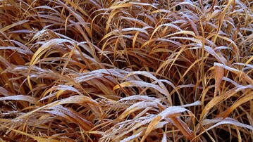 Die herbstlich verfrbten Halme von Hakonechloa schmcken Rabatten und Gefe bis zum nchsten Frhjahr.