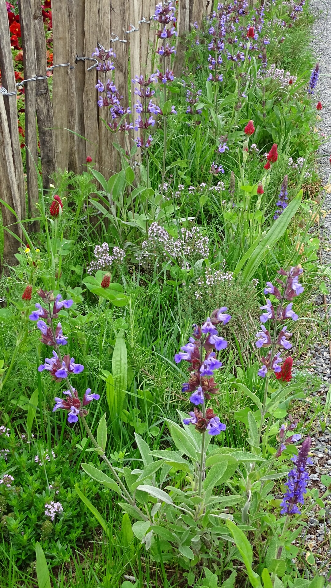 Auf dem Kiesweg vorm Staketenzaun siedeln sich rasch Grser, Wegerich und andere Wildkruter an. Ergnzt mit Purpur-Klee (Trifolium rubens), Steppen-Salbei (Salvia nemorosa) und Thymian wird daraus ein wild-romantisches Ensemble.