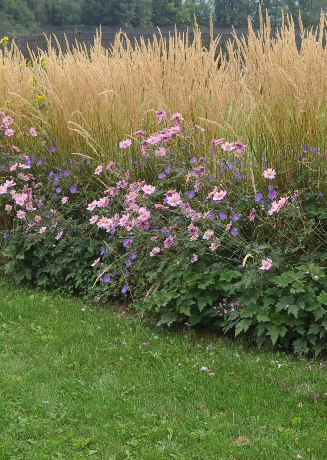 Sptsommer-Highlight: Die Staudenhecke aus Reitgras Karl Foerster (Calamagrostis x acutiflora), Storchschnabel Rozanne (Geranium) und Herbst-Anemone Serenade (Anemone hupehensis) ist so attraktiv wie pflegeleicht. Im Frhling sorgen Zwiebelblumen fr Abwechslung.