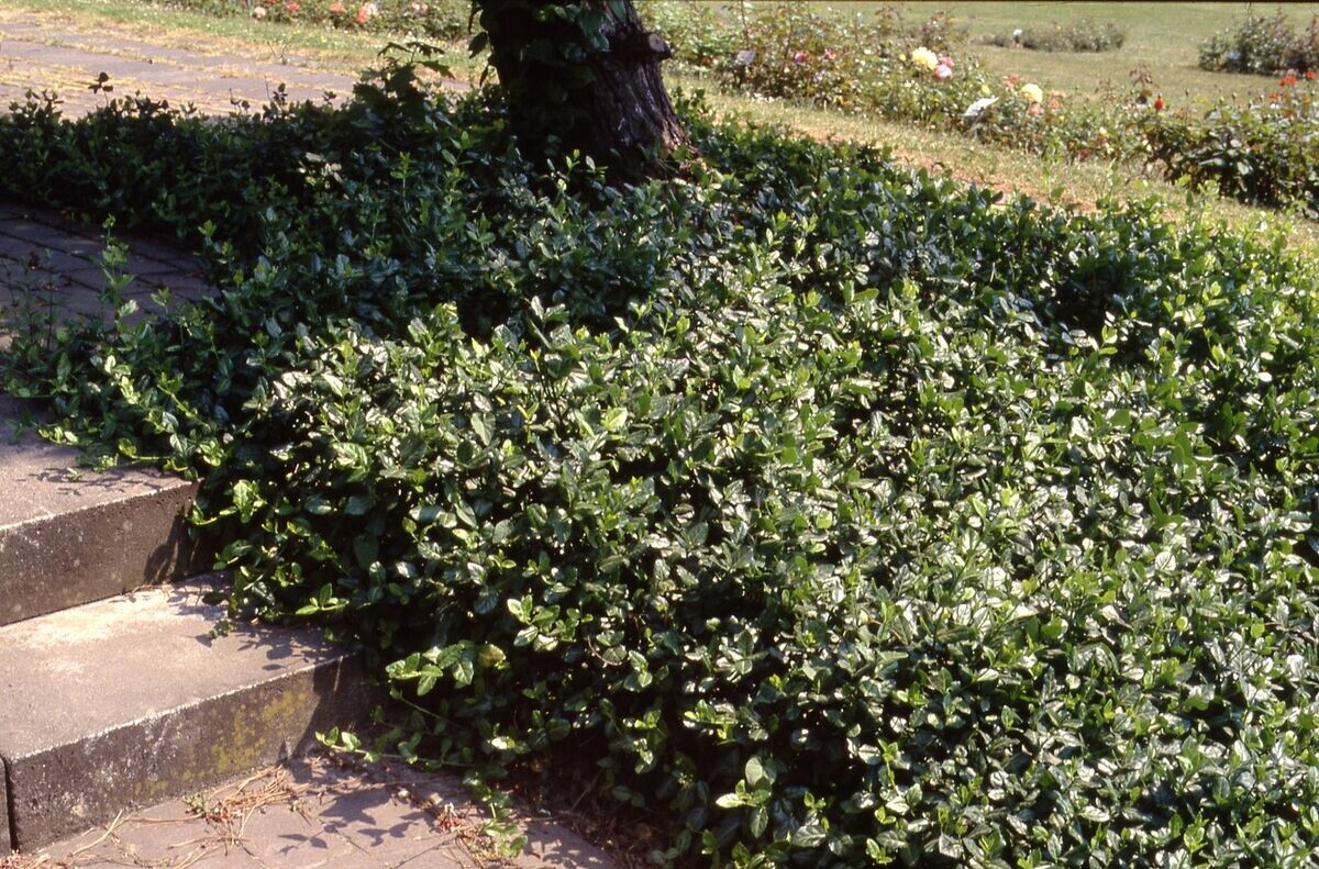 Immergrüne Bodendecker gegen Unkraut Gartenpraxis