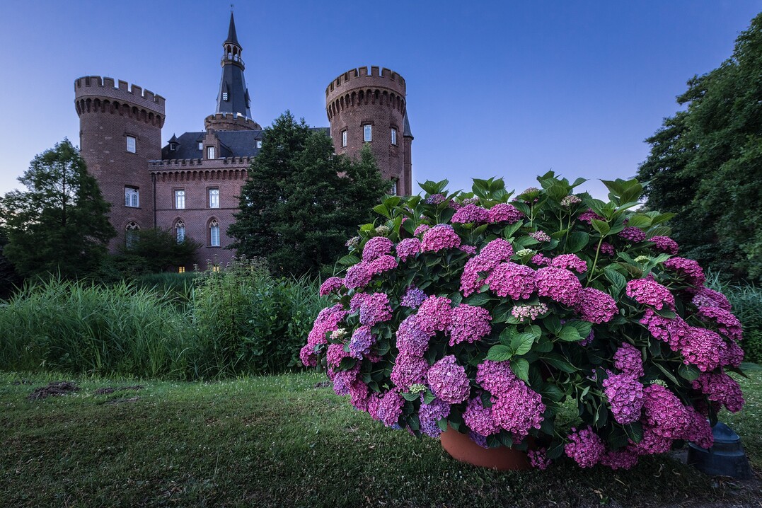 Der Schlossgarten Moyland beherbergt Deutschlands größte Hortensiensammlung.