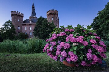 Der Schlossgarten Moyland beherbergt Deutschlands grte Hortensiensammlung.