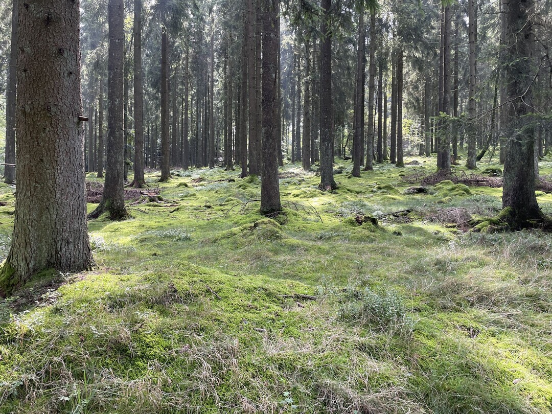 Unsichtbare Helfer: Die meisten Landpflanzen - wie Bume - leben in Symbiose mit Mykorrhiza-Pilzen. Deren feine Wurzeln, sogenannte Hyphen, verbinden sich mit den Wurzeln der Bume und helfen ihnen, Nhrstoffe und Wasser aufzunehmen. Im Austausch erhalten sie von den Bumen Kohlenhydrate in Form von Zucker. Die oberirdischen Fruchtkrper der Pilze dienen dem Pilz zur Vermehrung  und uns hufig zum Genuss.