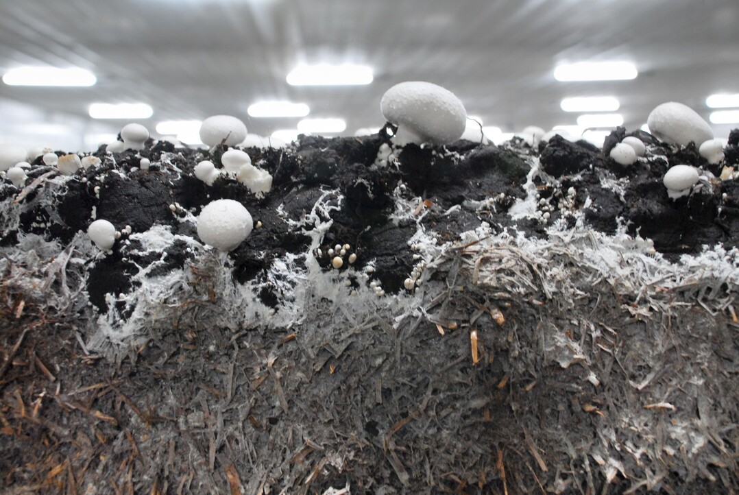 Ein Wunderwerk der Natur: Das Pilzmycel – wie hier beim Champignon – durchwächst das Substrat und bildet oberirdisch Fruchtkörper, die wir als leckere und gesunde Champignons genießen können. Bei Mykorrhiza-Pilzen verbinden sich die die feinen Pilzwurzeln – die Hyphen – mit den Wurzeln der Pflanzen und helfen ihnen, Nährstoffe und Wasser aufzunehmen, im Gegenzug erhalten sie Kohlenhydrate in Form von Zucker. <br>