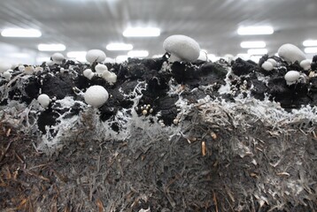 Ein Wunderwerk der Natur: Das Pilzmycel  wie hier beim Champignon  durchwchst das Substrat und bildet oberirdisch Fruchtkrper, die wir als leckere und gesunde Champignons genieen knnen. Bei Mykorrhiza-Pilzen verbinden sich die die feinen Pilzwurzeln  die Hyphen  mit den Wurzeln der Pflanzen und helfen ihnen, Nhrstoffe und Wasser aufzunehmen, im Gegenzug erhalten sie Kohlenhydrate in Form von Zucker. <br>