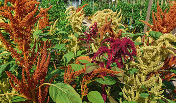 Amaranth