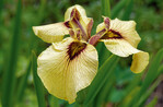 Iris ‘Roryu’