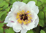 Paeonia jishanensis