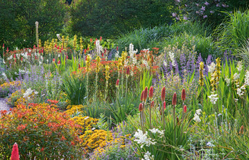Anfang Juni: Bltenkerzen von Asphodeline lutea und erste Fackellilien strecken sich ber einen Teppich aus Sedum floriferum Wei- henstephaner Gold und Nepeta mussinii Superba.