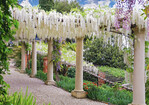 Wisteria floribunda ‘Longissima Alba’, eine der schönsten weißen Wisterien, erblüht im April im Park der Villa della Pergola.