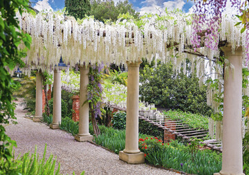 Wisteria floribunda Longissima Alba, eine der schnsten weien Wisterien, erblht im April im Park der Villa della Pergola.