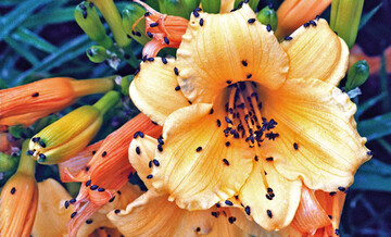 Massenauftreten von Rapsglanzkfern auf einer gelb-orangen Hemerocallis-Blte