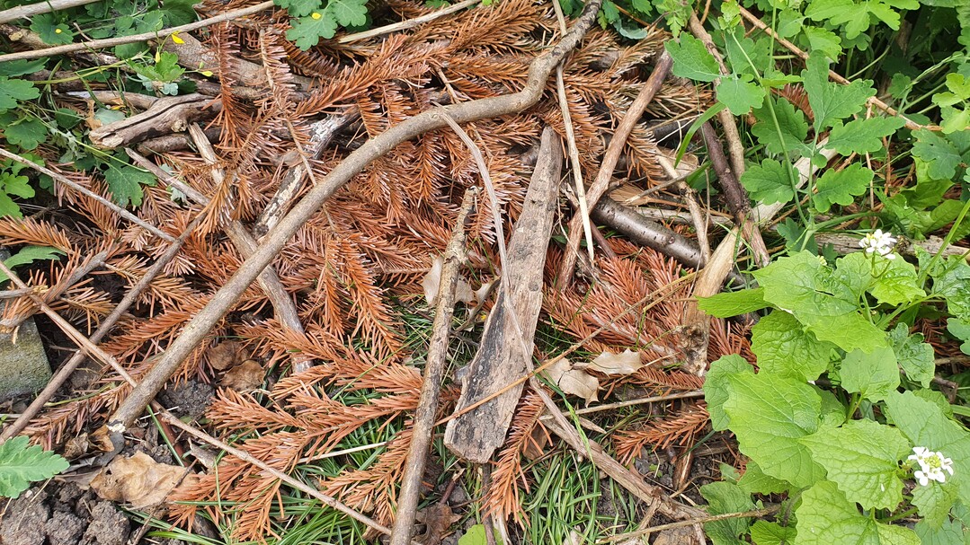Unsachgem entsorgte Grnabflle  