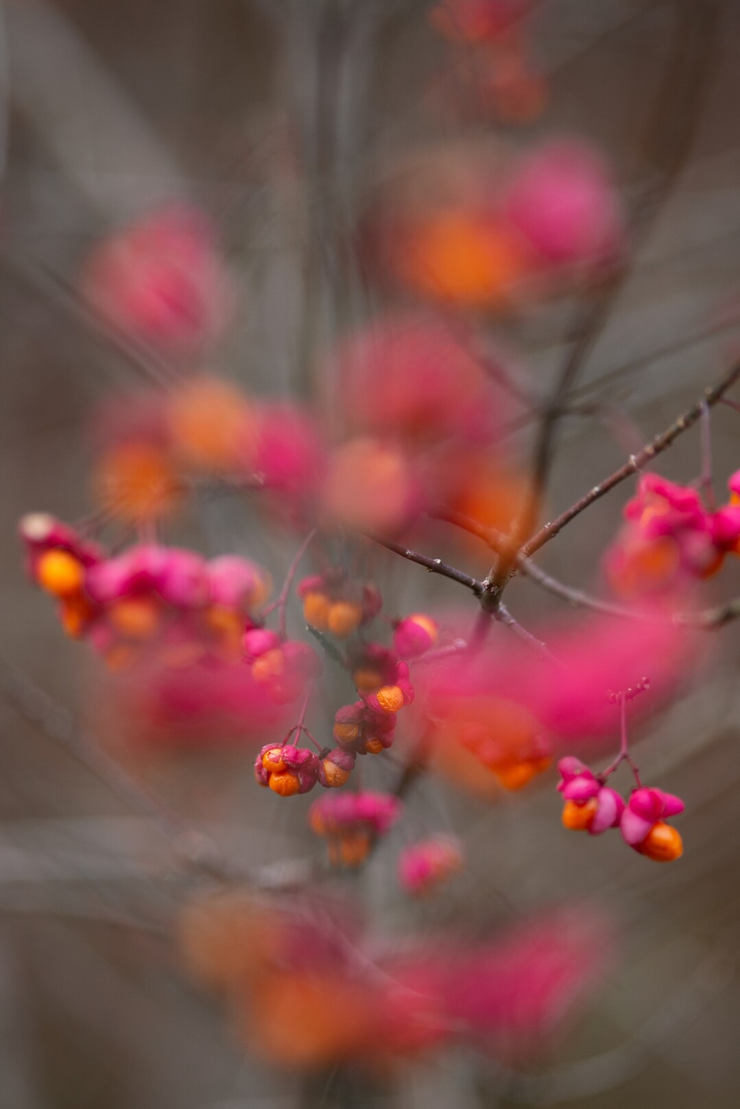 Gunther Willinger - Euonymus #374