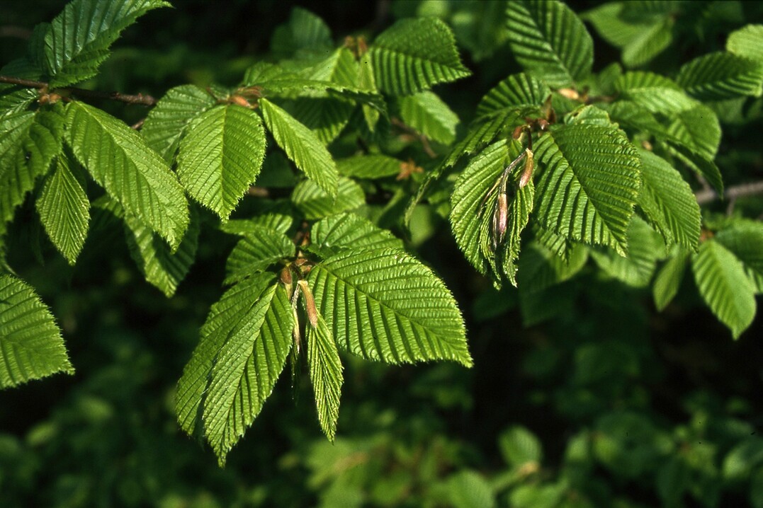 Die Hainbuche (Carpinus betulus) ist ein trocken- und hitzeverträgliches Gehölz und lässt sich in fast jede Form schneiden.