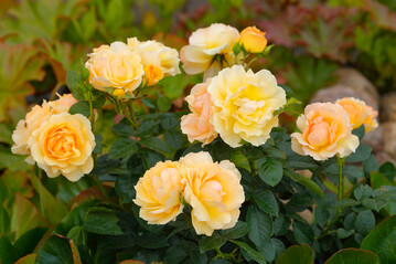 "Hansestadt Rostock" wurde von den Rosenfreunden zur Rose des Jahres gewhlt.
