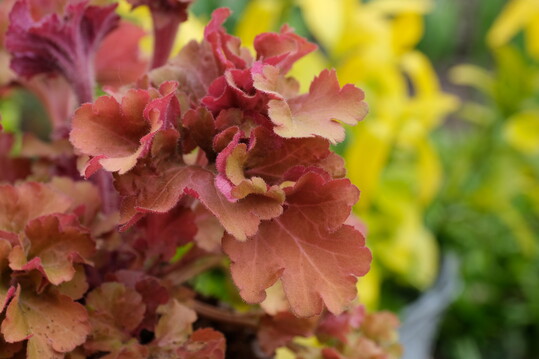   Heuchera "Frilly"