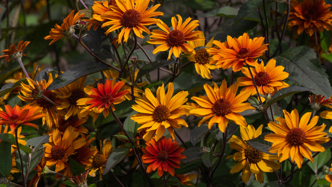Heliopsis helianthoides "Fire Twister"