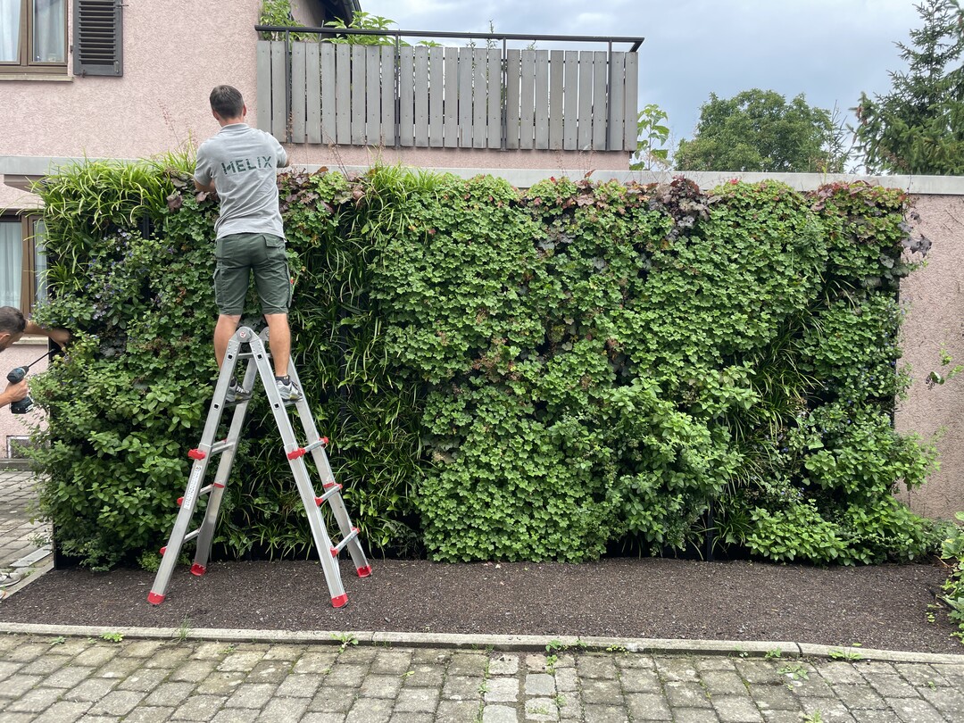 Mit dem System der Helix PlantBox gelingt die vertikale Begrünung von tristen Wänden. <br>
