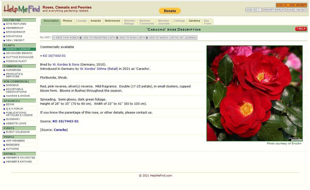 Help Me Find Roses Gartenpraxis