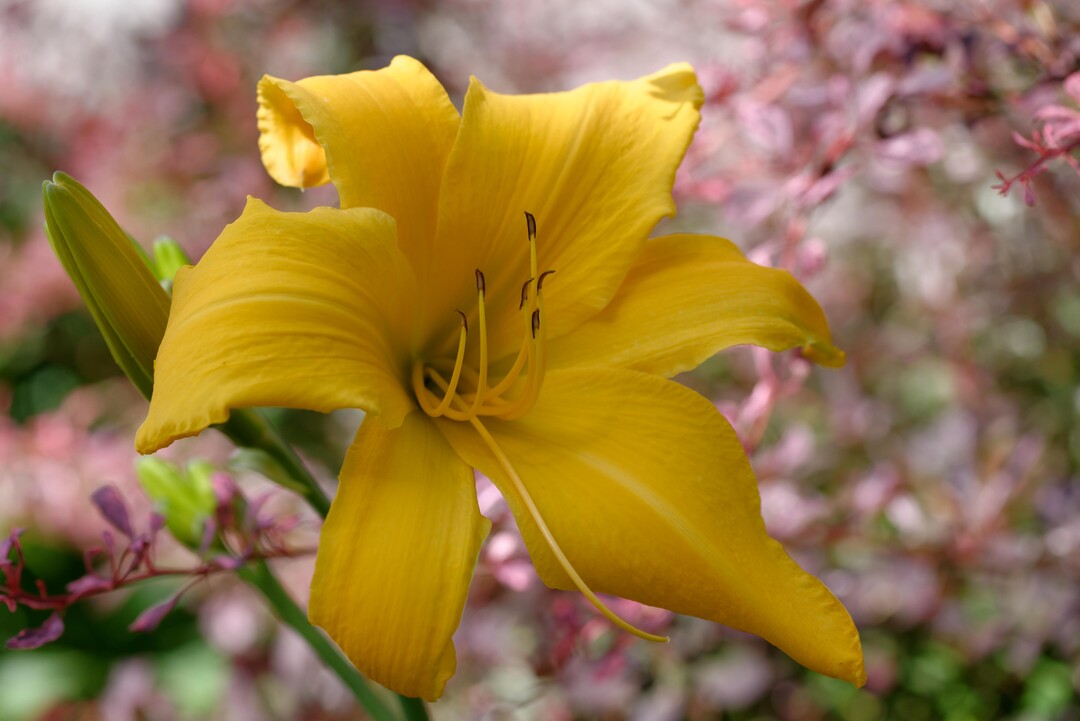 Hemerocallis "Big Bird"s Friend"