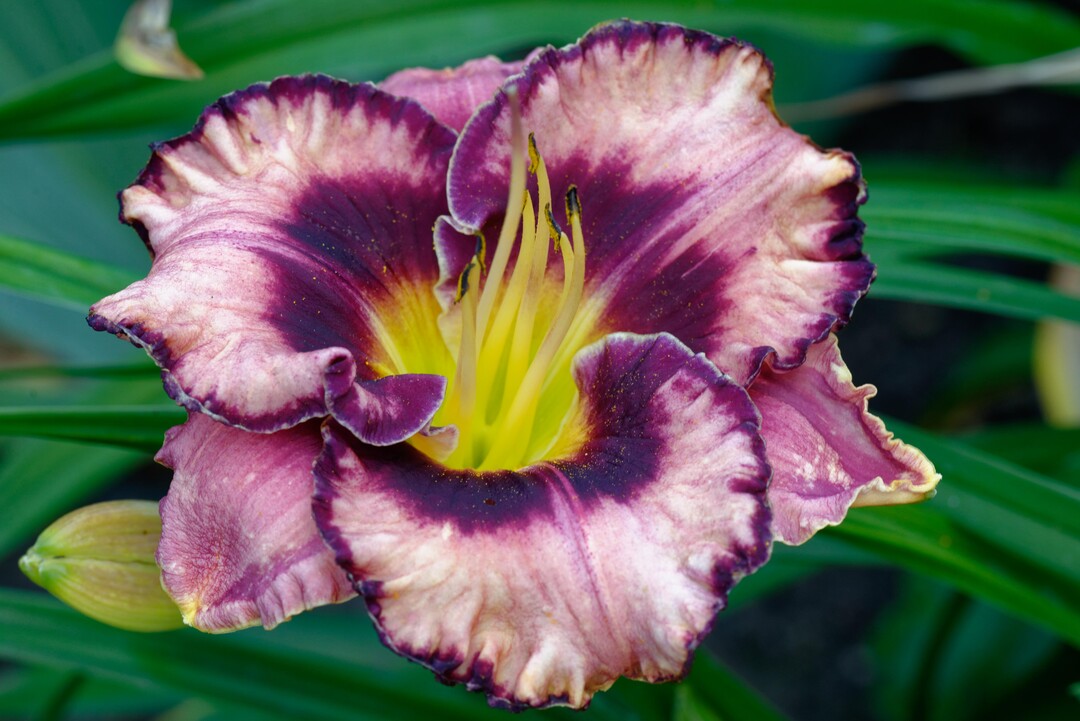 Hemerocallis "Mountain Wildflower".