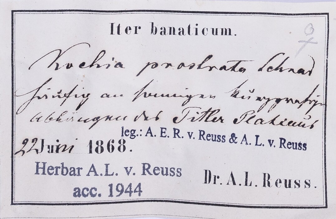 Knnen Sie das Etikett entziffern? Dann sind Sie richtig bei dem Projekt "Die Herbonauten": Herbaretiketten im Botanischen Garten Berlin mit Brgeruntersttzung entziffern.