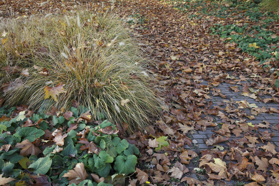 Auch bei Herbstlaub besteht Verkehrssicherungpflicht wegen der Rutschgefahr auf Gehwegen und Treppen.
