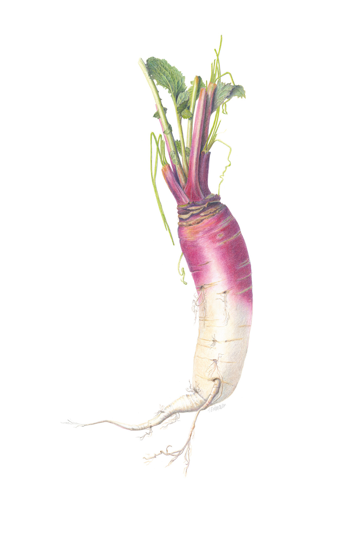 Herbstrbe "Ulmer Ochsenhorn", Brassica rapa ssp. rapa: Zeichnung von Verena Redmann
