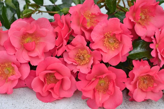 Hoppla, eine leuchtend rosarot blhende Bodendeckerrose aus der Flower Carpet-Serie
