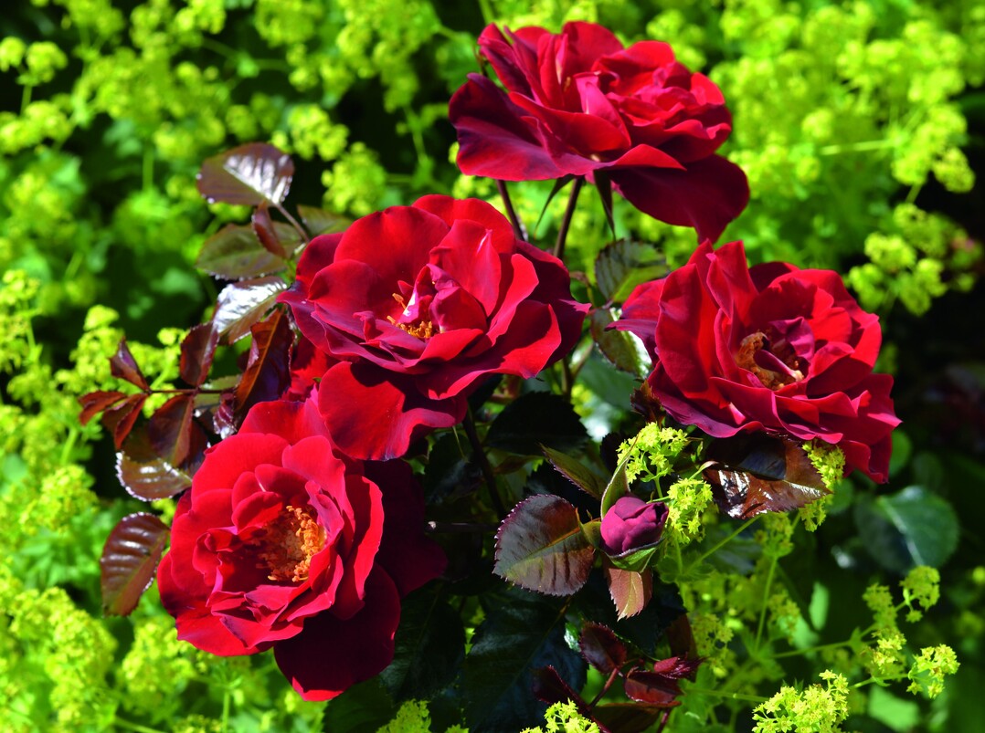 Horizont ist eine insektenfreundliche und hitzevertrgliche rot blhende Kleinstrauchrose bis 80 cm hoch