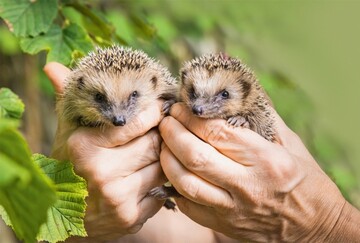 Junge Igel werden in der Igelstation aufgepppelt.