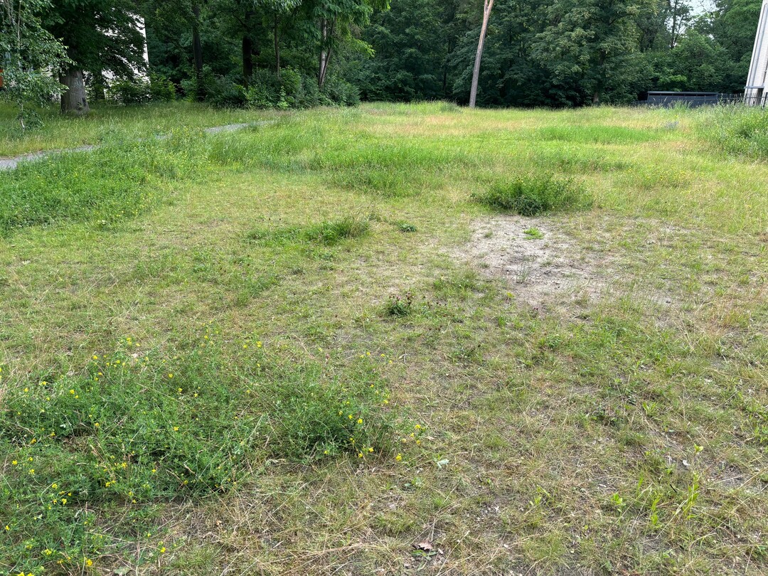 Naturnaher Sand-Magerrasen, Berlin-Zehlendorf: Die dunkelgrnen Bestnde sind im wesentlichen Pflanzen der Hybrid-Luzerne, dazwischen heller erscheinende Magerrasen-Vegetation.