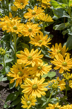 Fleuroselect-Goldmedaillen-Gewinner Rudbeckia hirta "Amarillo Gold" (Benary)