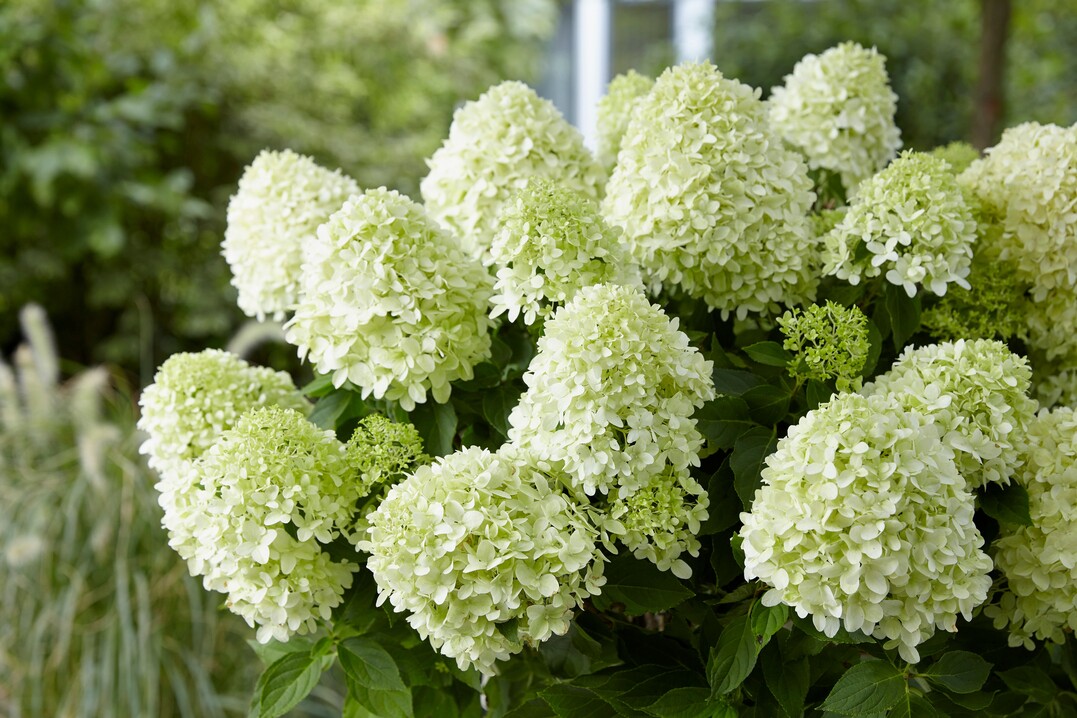 Hydrangea paniculata "Frenne" Skyfall, eine neue reichblhende Sorte der Rispen-Hortensie