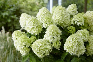 Hydrangea paniculata "Frenne" Skyfall, eine neue reichblhende Sorte der Rispen-Hortensie