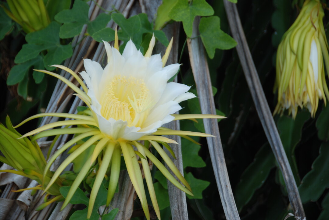 Hylocereus undatus