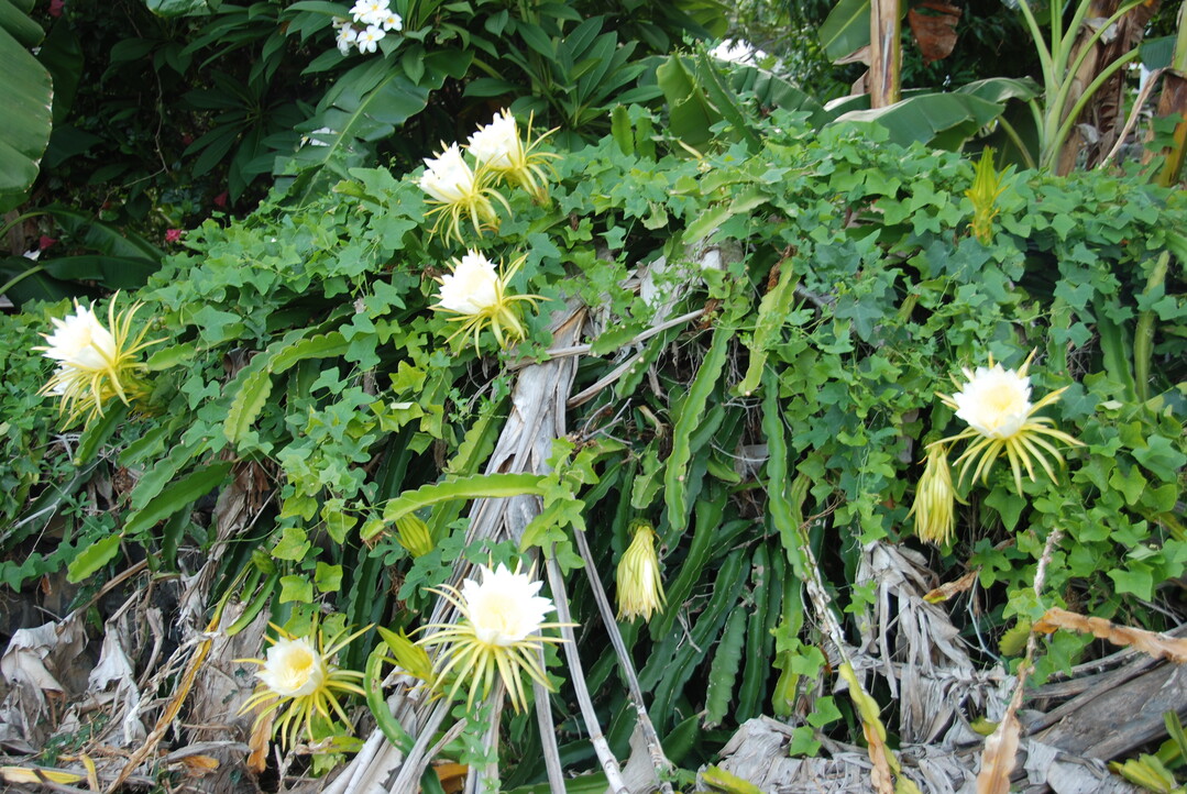 Hylocereus undatus