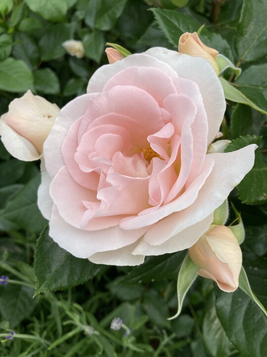 I am special Plant"n"Relax, eine bienenfreundliche Rose mit vielen zartrosa ungefllten Blten, die Hagebutten bildet