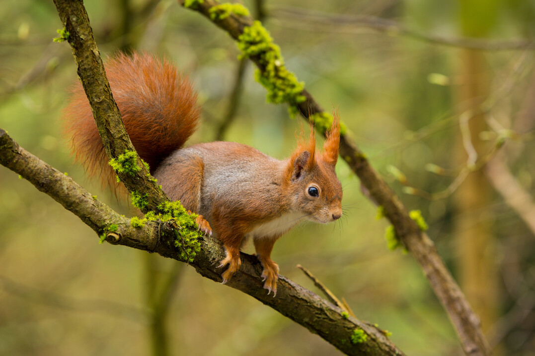 Eichhrnchen (Sciurus vulgaris)