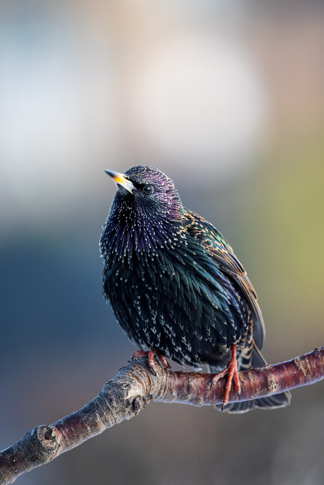 Star (Sturnus vulgaris)