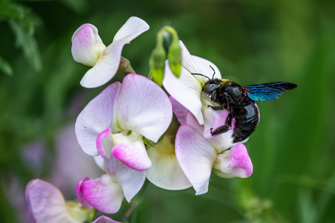 blauschwarze Holzbiene (Xylocopa violacea)