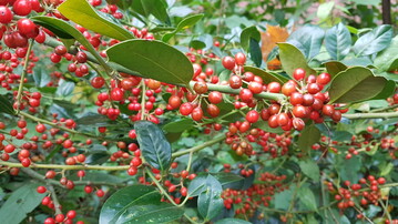  Der winterliche Beerenschmuck von Stechpalmen ist ein nahrhafter Snack fr Vgel. 
