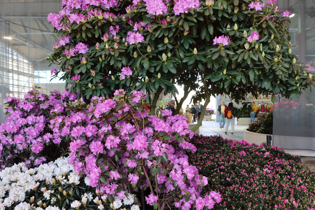 Mit ber 1.000 Arten ist die Pflanzengattung Rhododendron vergleichsweise gro. Die Hallenschau zeigt das faszinierende Spektrum dieser Ziergehlze.